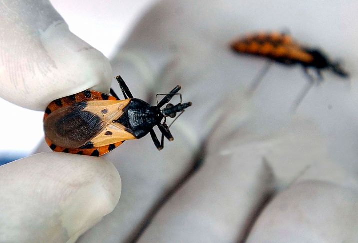 Hacen falta políticas que concienticen sobre la enfermedad de Chagas en Yucatán: expertos